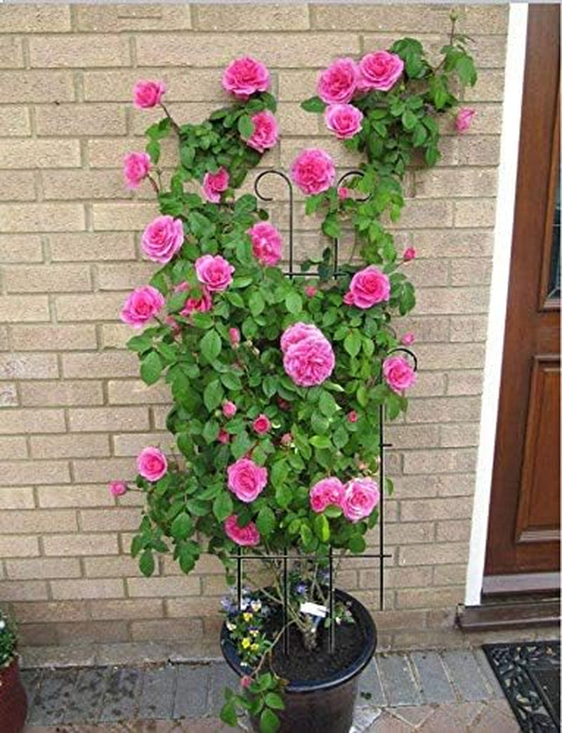 2 Pack Wave Trellis Panels – 31'' Plant Stakes for Climbing Plants